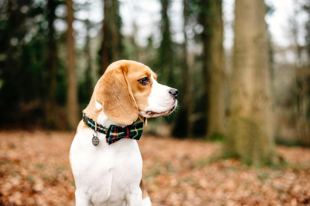 Holiday ready Lionet Paws collar captured for festive photos and events