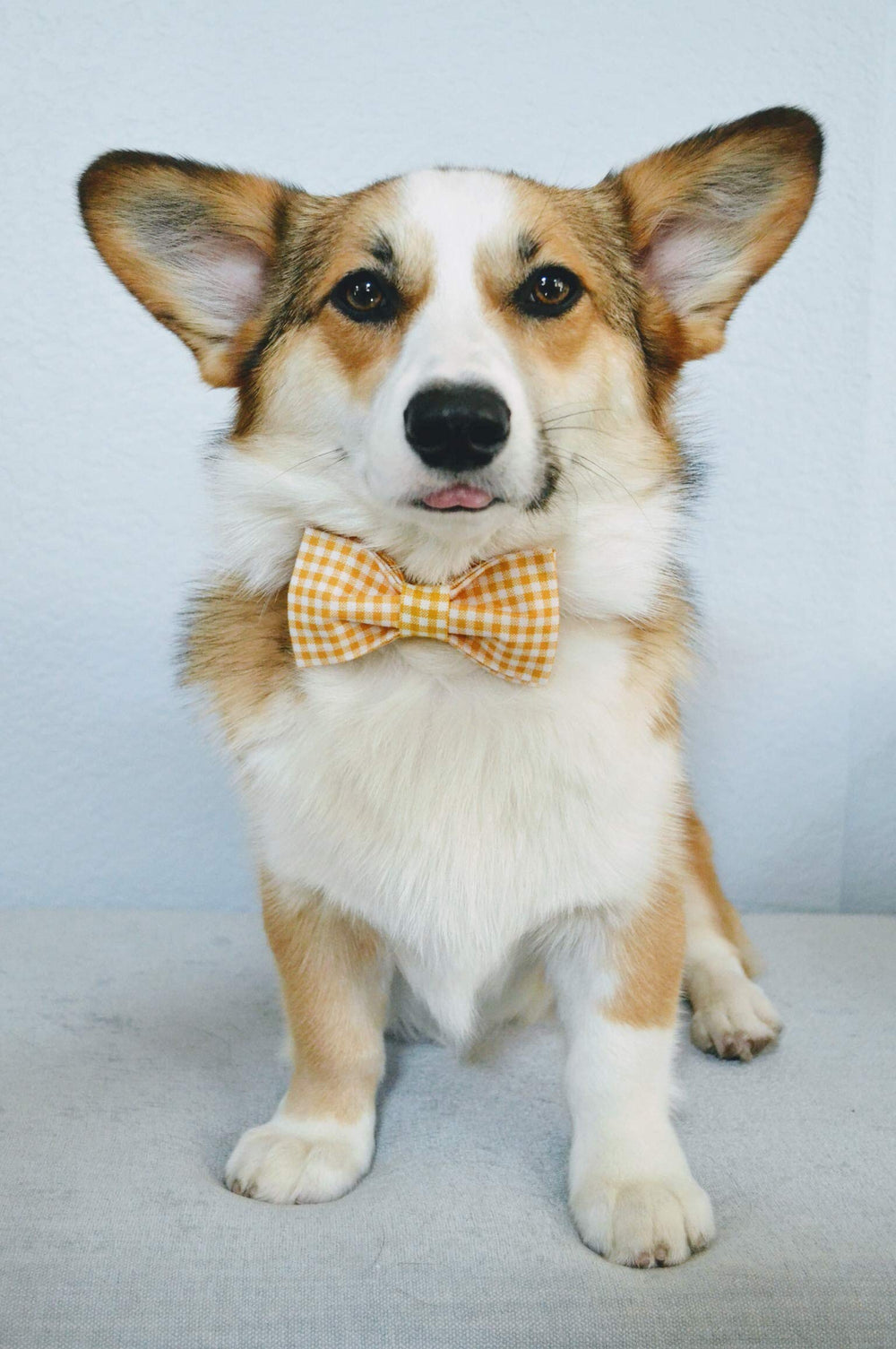 Lionet Paws machine-washable collar keeps upkeep simple