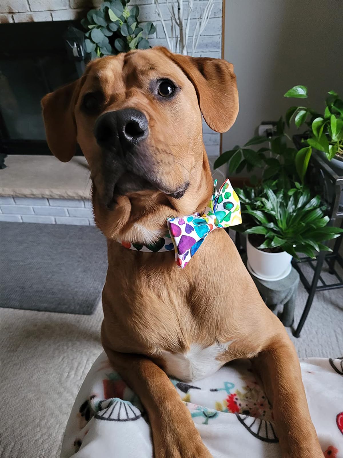 Lionet Paws matching accessories bandana and leash set completes the festive ensemble.