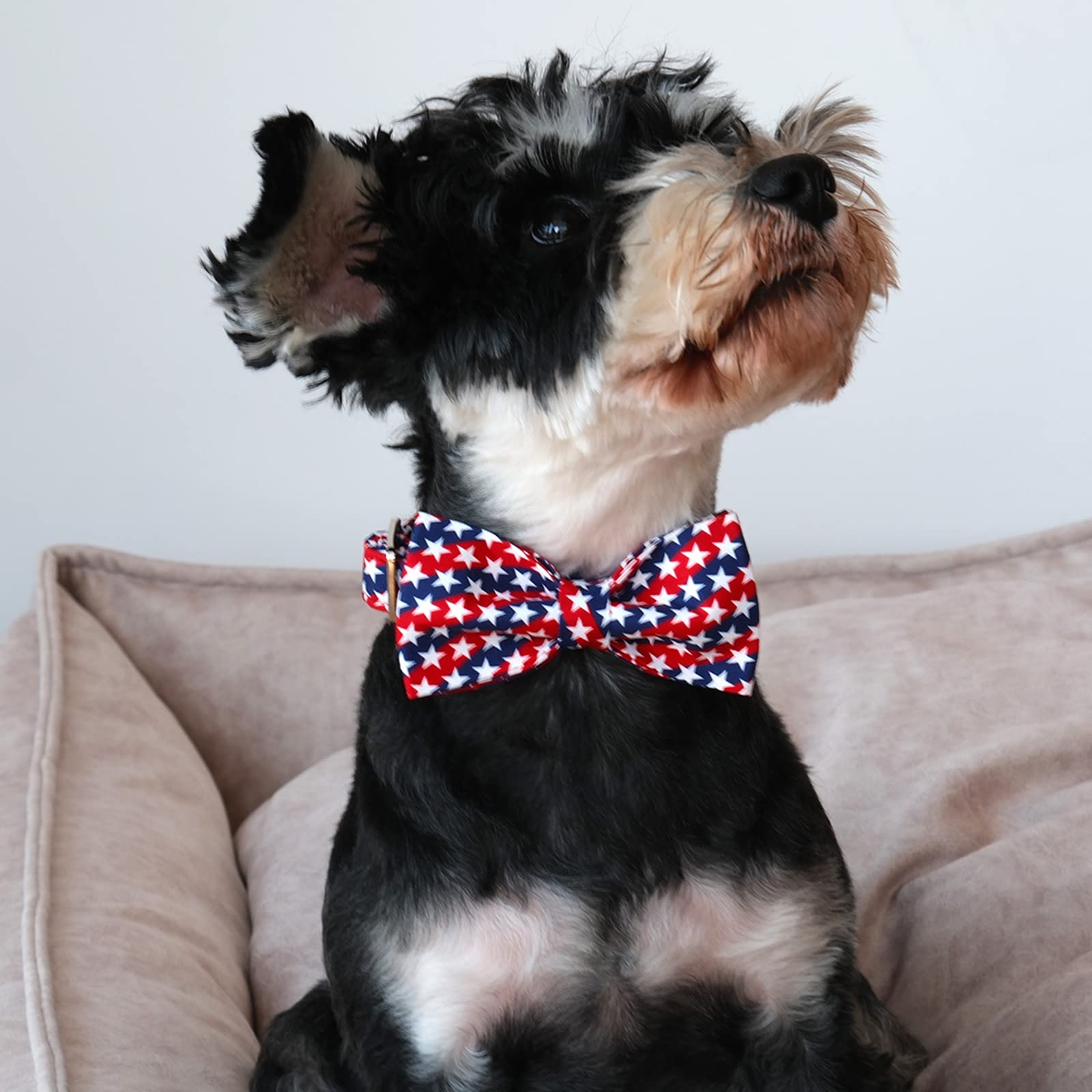 Lionet Paws bowtie detail with elastic straps securing it