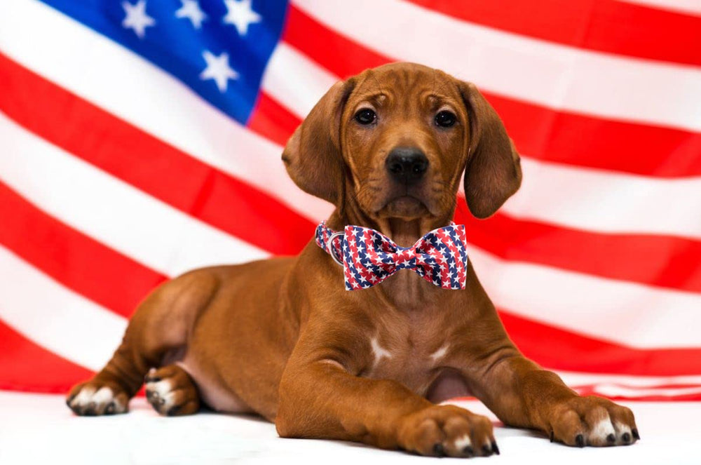 Lionet Paws patriotic bowtie is removable for versatile occasions.