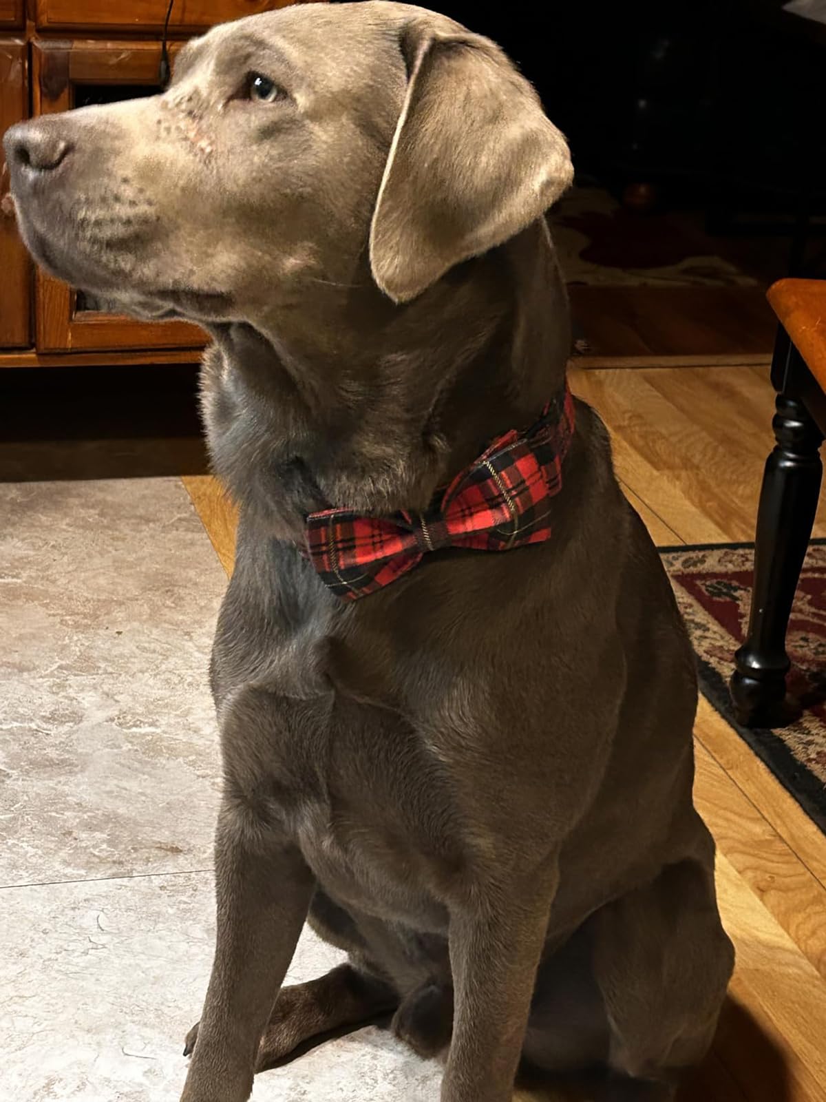 Lionet Paws size guide shows neck measurement in detail
