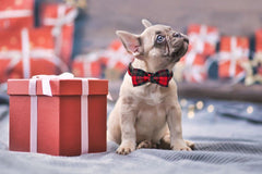 Lionet Paws soft cotton dog collar for comfortable wear