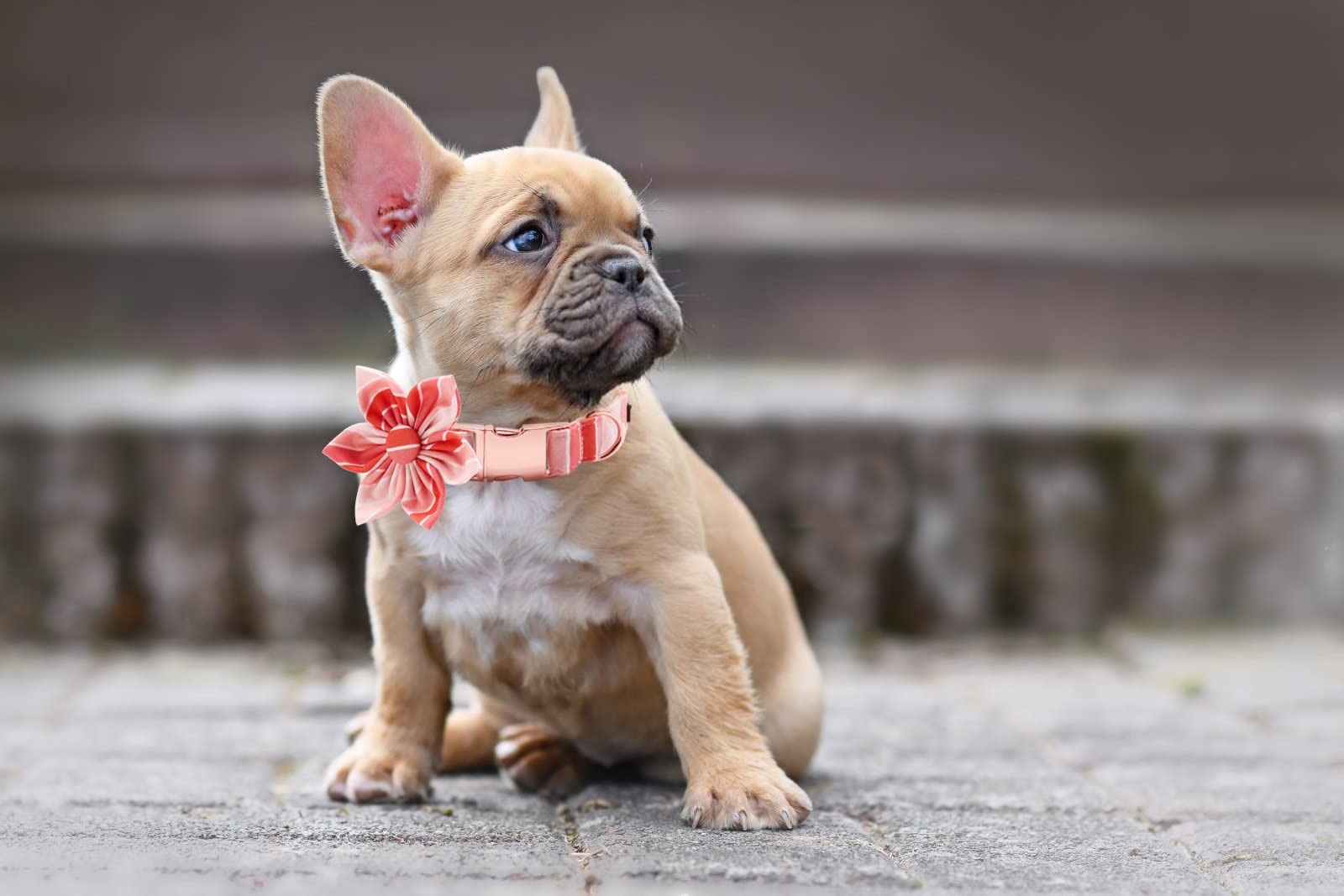 Lionet Paws cotton fabric feels soft against skin during daily walks.