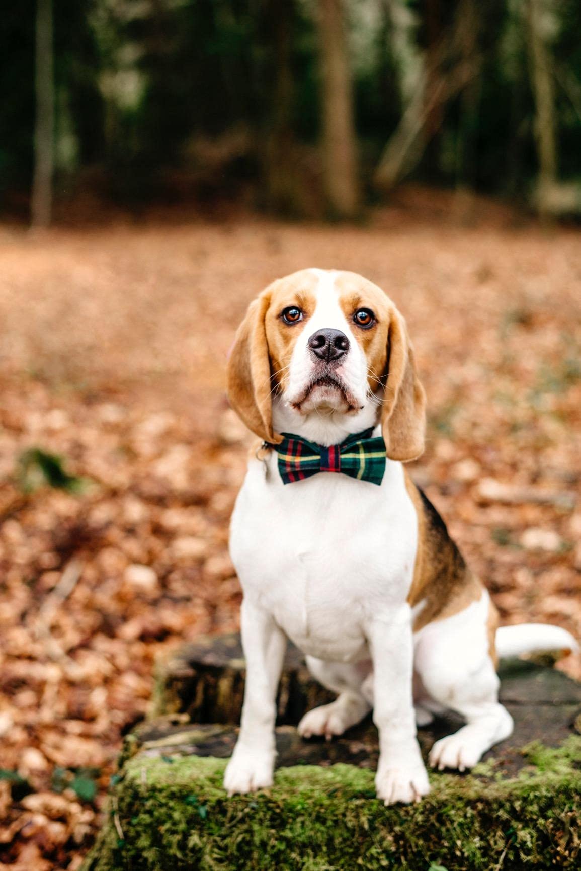 Collar is machine-washable; bowtie can be rinsed for easy care on Lionet Paws set