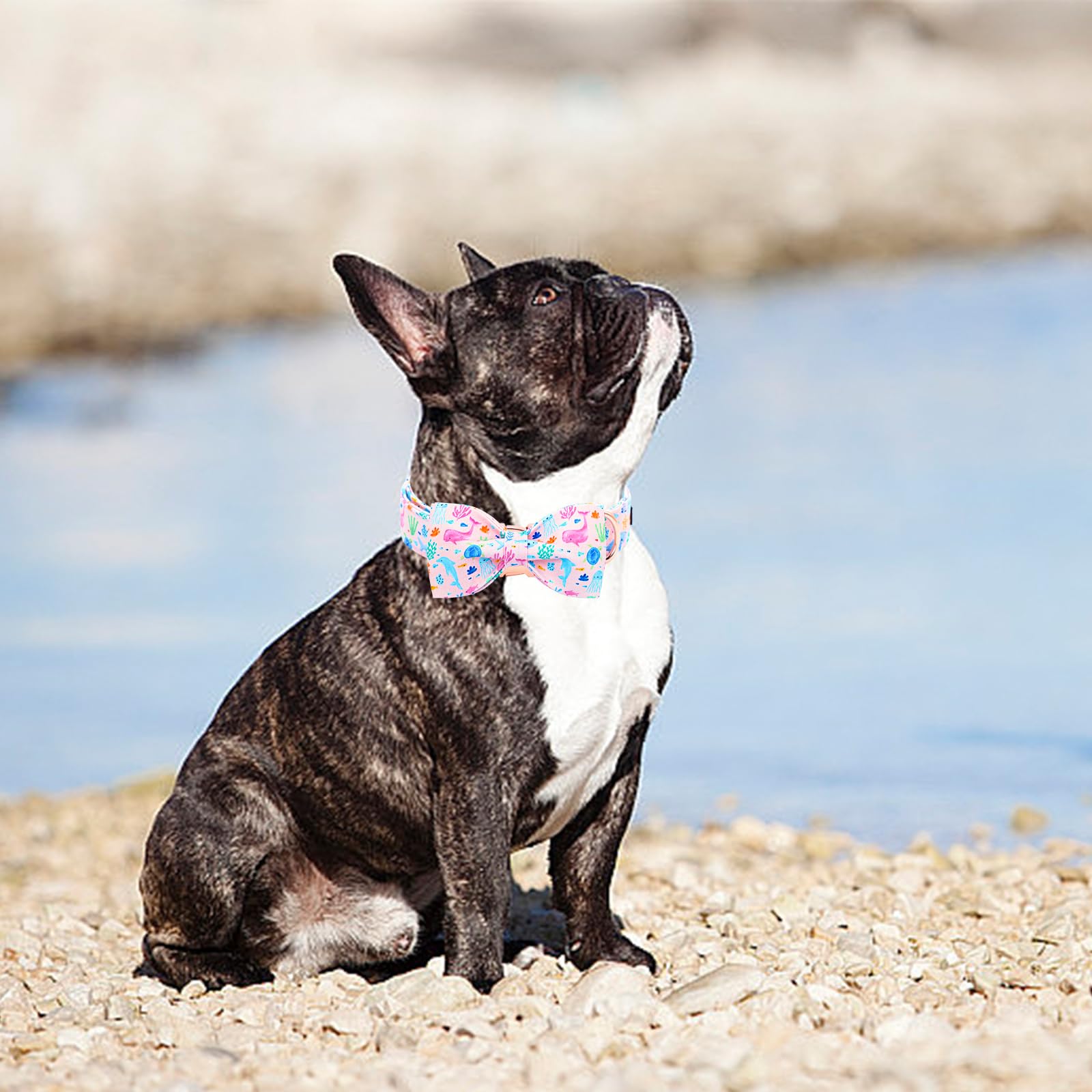 Lionheart Glory adjustable collar neck strap shows versatile fit for different dogs.