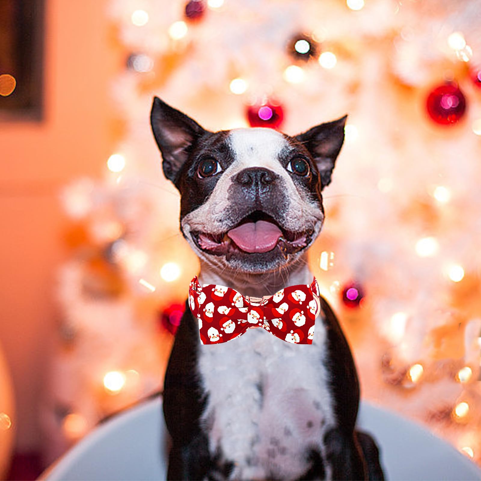 Lionheart glory adjustable collar demonstrates secure fit for multiple dog sizes.
