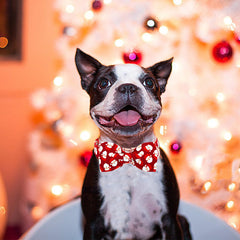 Lionheart glory adjustable collar demonstrates secure fit for multiple dog sizes.