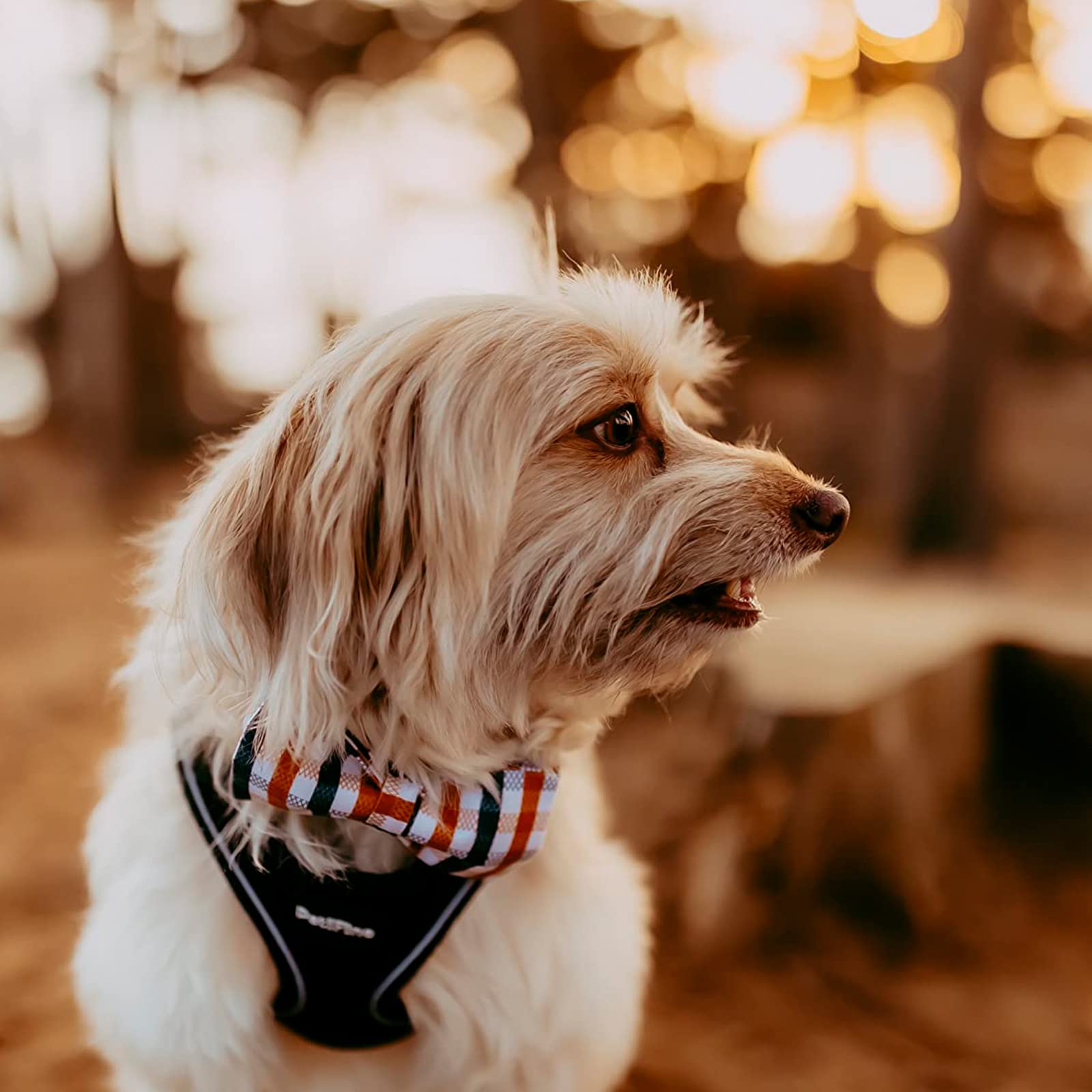 Lionheart Glory adjustable collar showing flexible fit for different dog shapes.