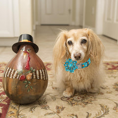 Lionheart Glory adjustable strap for comfortable fit on medium dogs during outings
