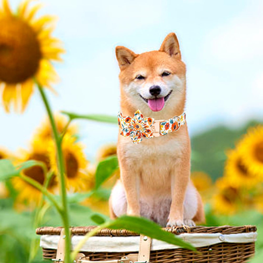 Adjustable straps on Lionheart Glory collar provide a customizable, comfortable fit.