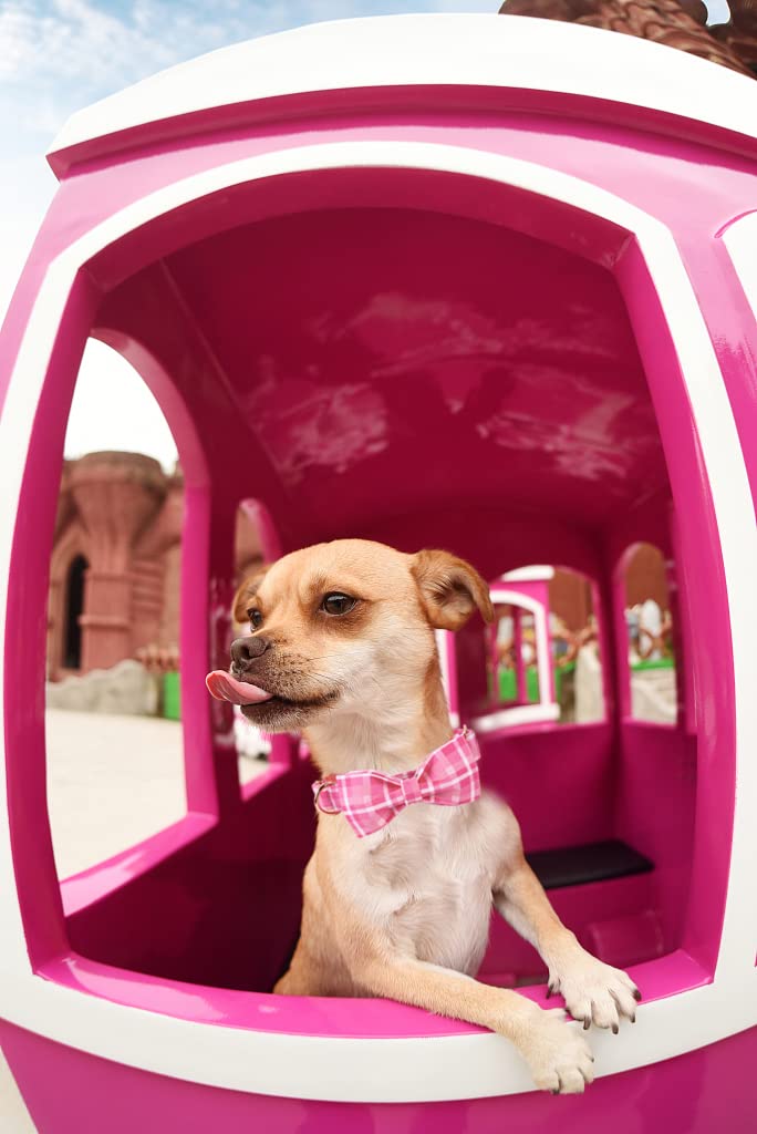 Lionheart Glory collar arrives ready for gifting with its charming design.