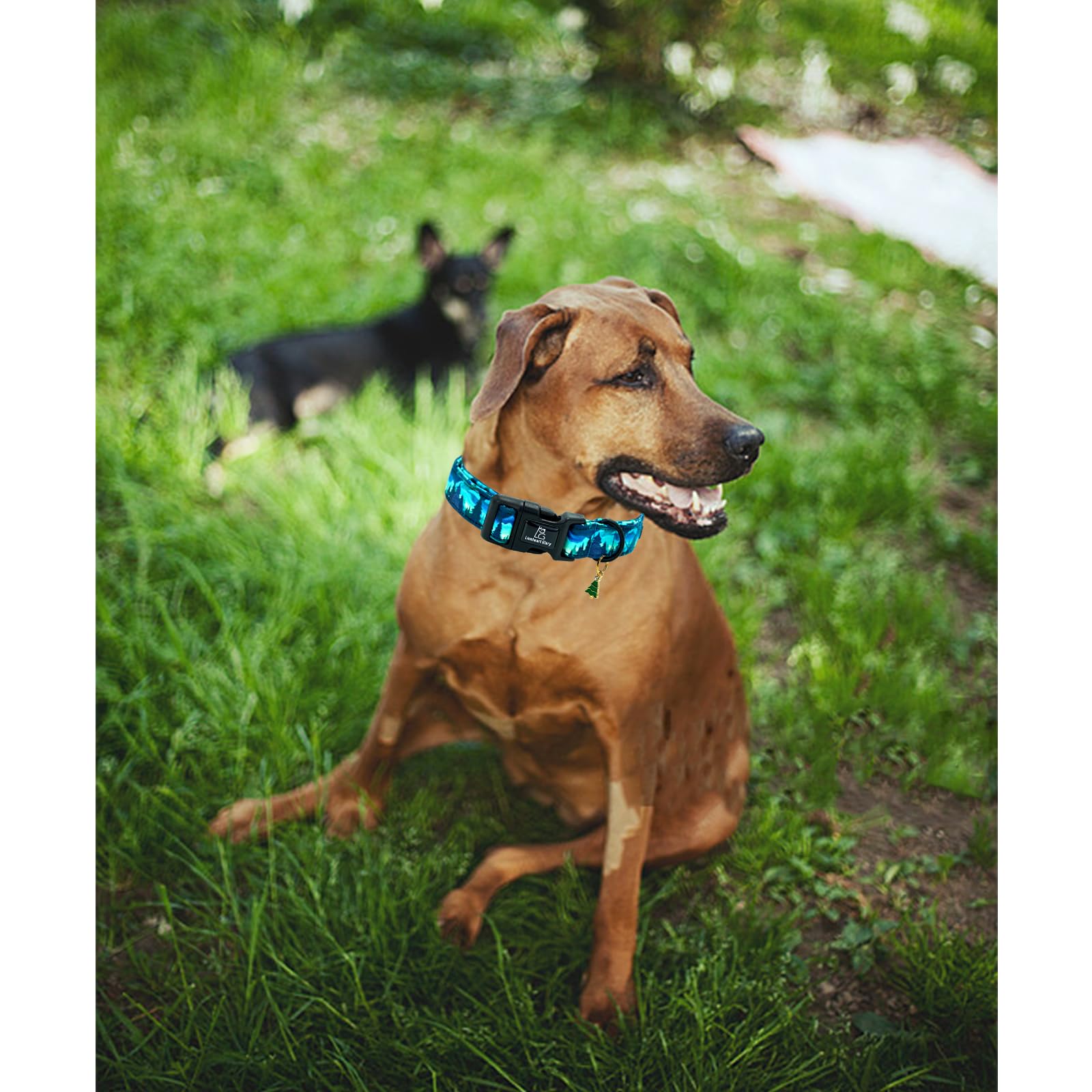 Collar Lionheart Glory de algodón 100%, suave y duradero para perros.