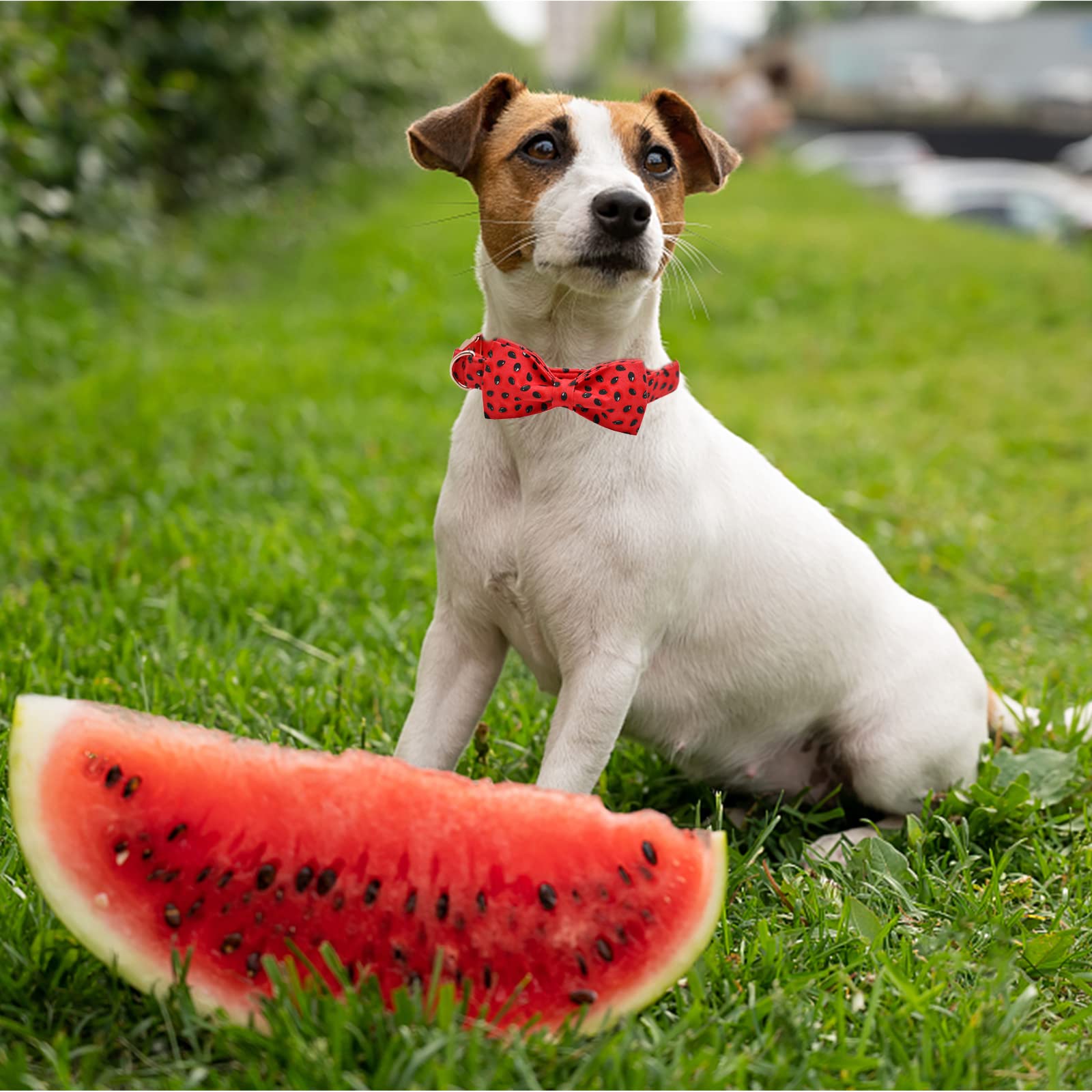 Lionheart Glory d-ring-durability-detail shows sturdy D-ring for reliable leash connection.