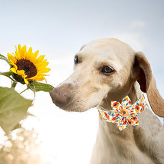 Durable welded D-ring on Lionheart Glory collar for reliable leash attachment.