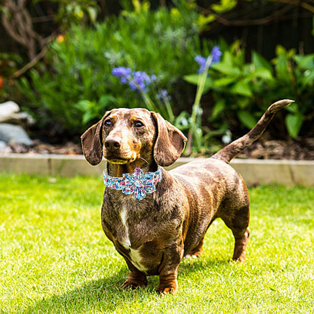 Lionheart Glory floral collar with durable D-ring supports daily leash walks