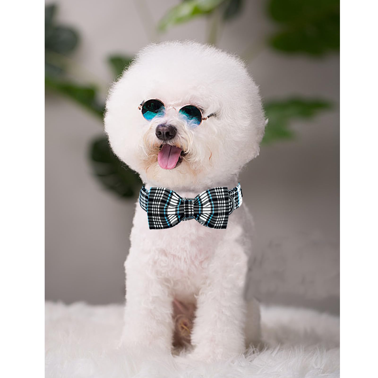 Lionheart Glory dog bow collar packaging shows complete set with collar and bowtie.