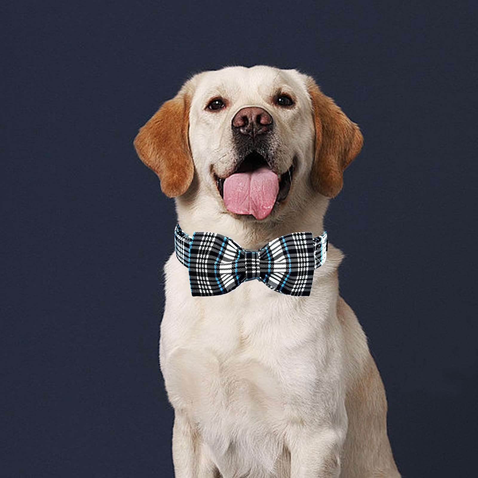 Lionheart Glory dog bow collar size M demonstrates precise dimensions for medium dogs.