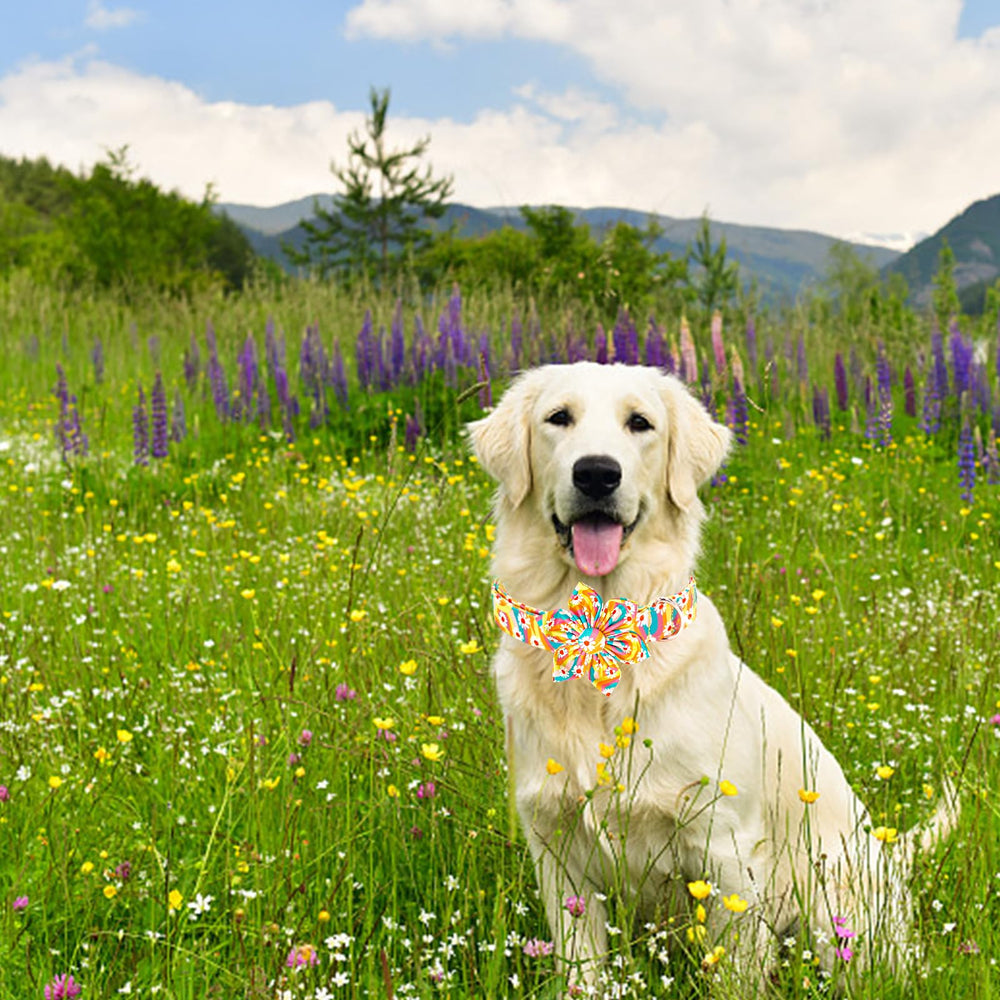 Lionheart glory dog collar care and washing instructions for long-lasting use.