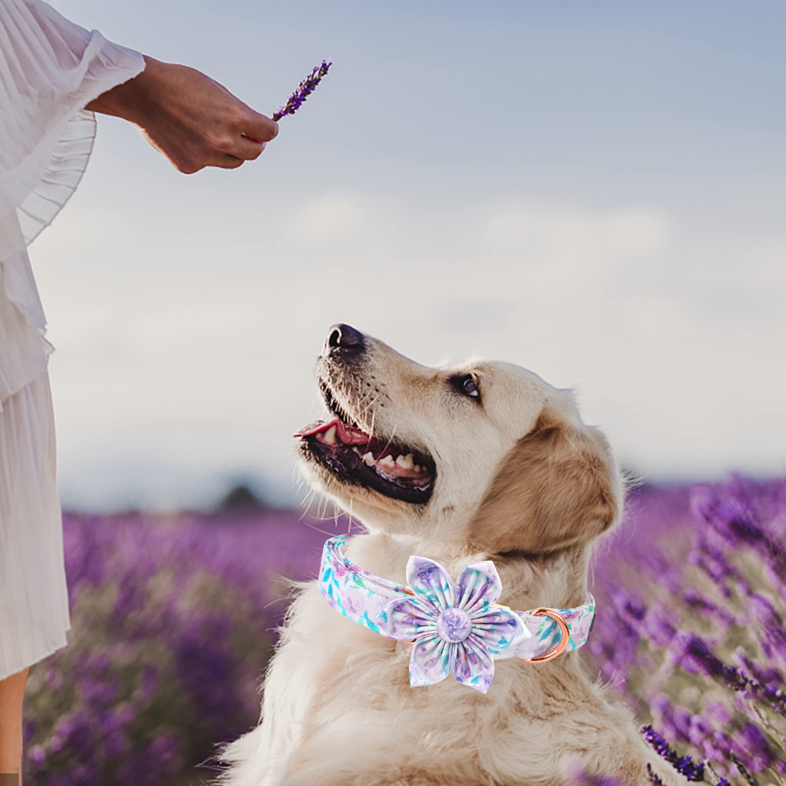 Lionheart Glory gift-ready packaging ideal for a perfect pet gift.