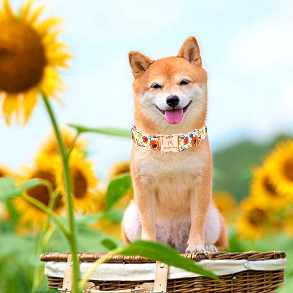 Lionheart Glory size guide helps you choose the right fit for your pup.