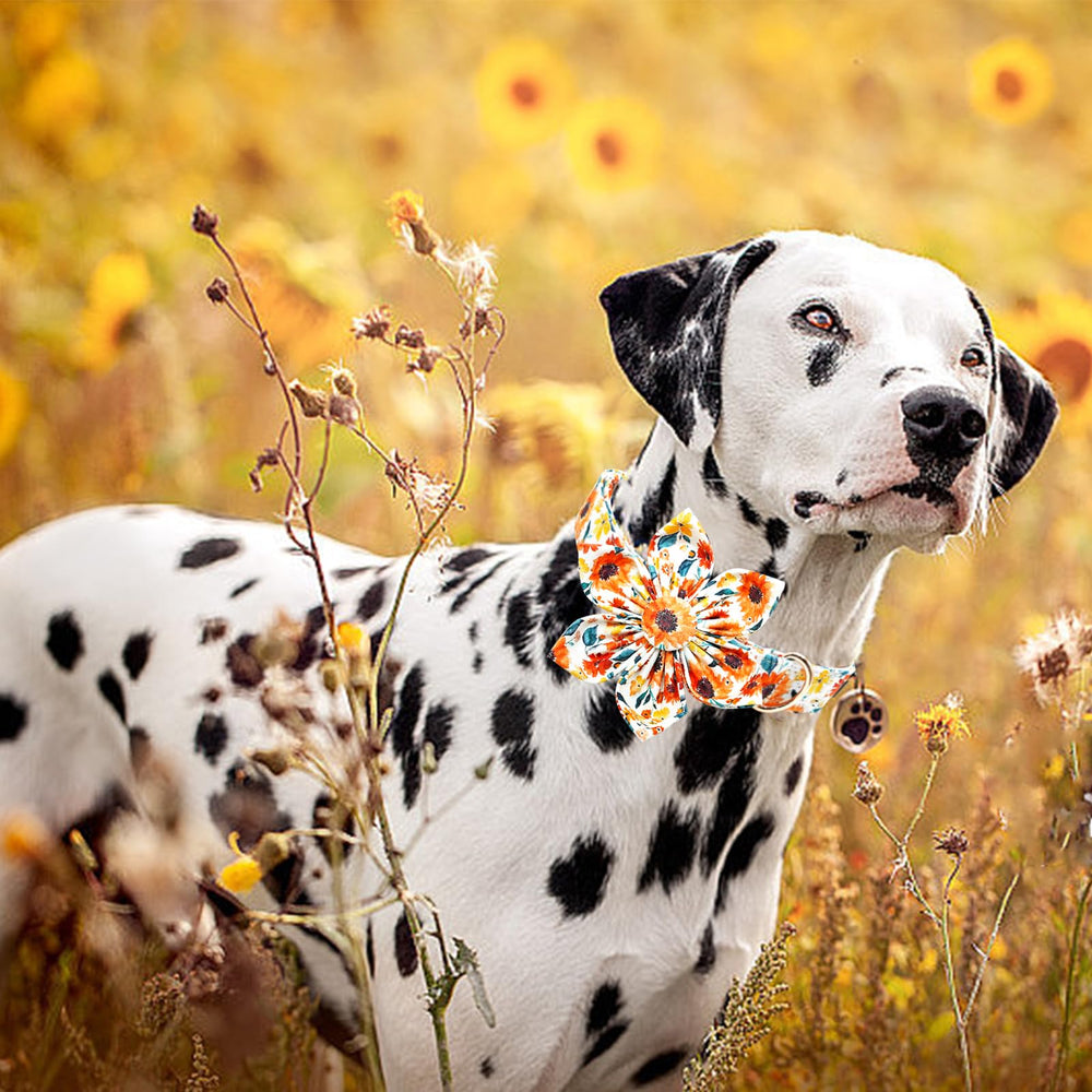 Lionheart Glory collar suited for small dogs with seasonal style versatility