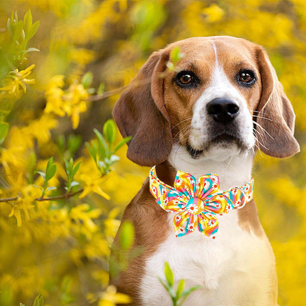 Lionheart glory dog collar XL with adjustable strap for comfortable fit.
