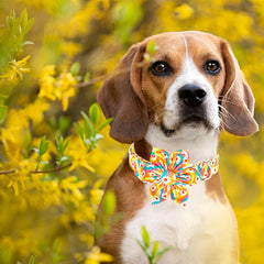 Lionheart glory dog collar XL with adjustable strap for comfortable fit.