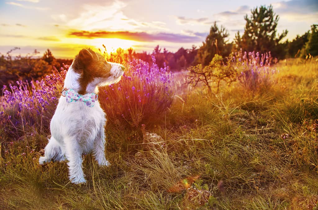 Lionheart Glory dog gift collar great for special occasions and photoshoots.