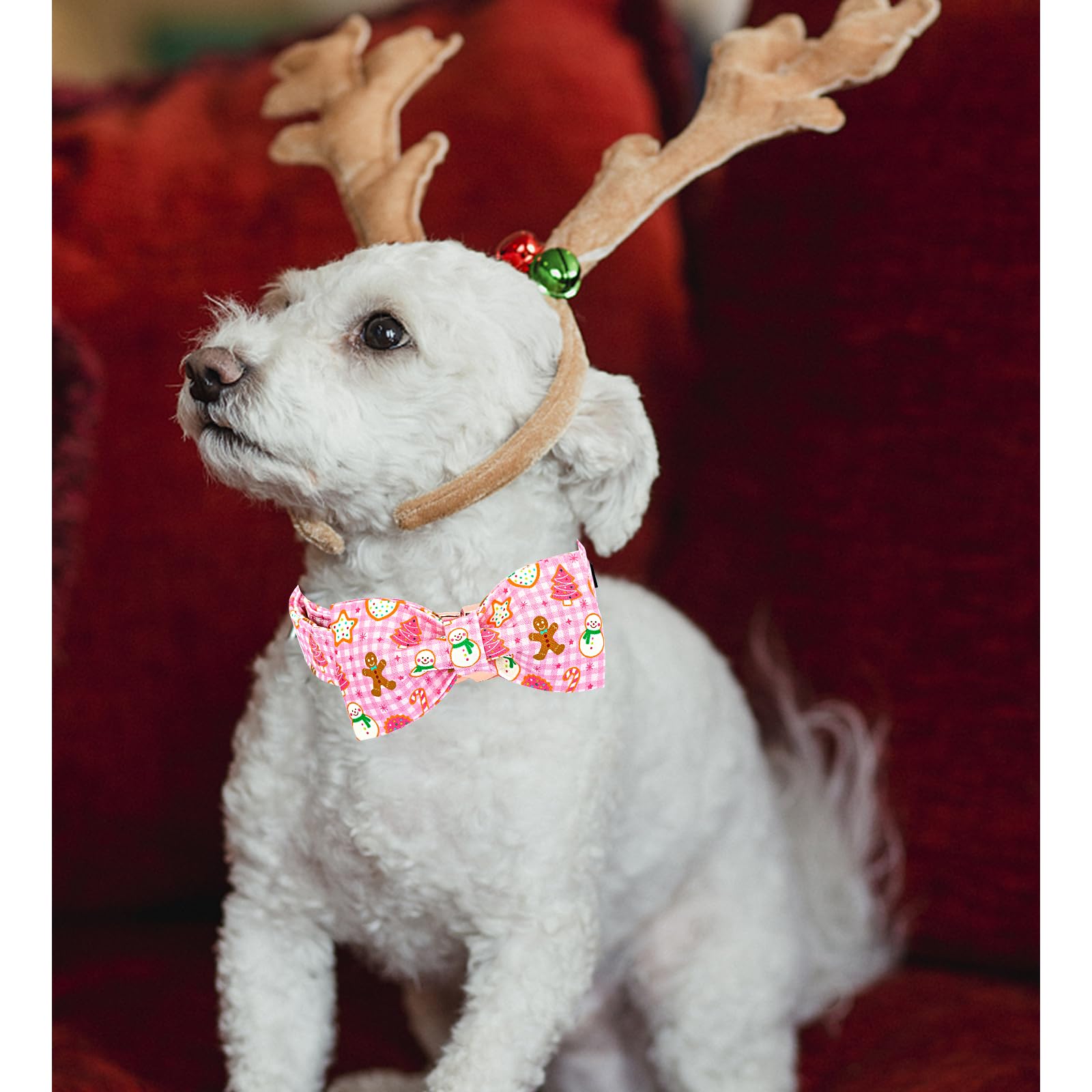 Lionheart Glory dog wearing Christmas collar during festive walks and photos.