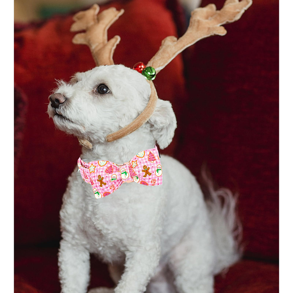 Lionheart Glory dog wearing Christmas collar during festive walks and photos.