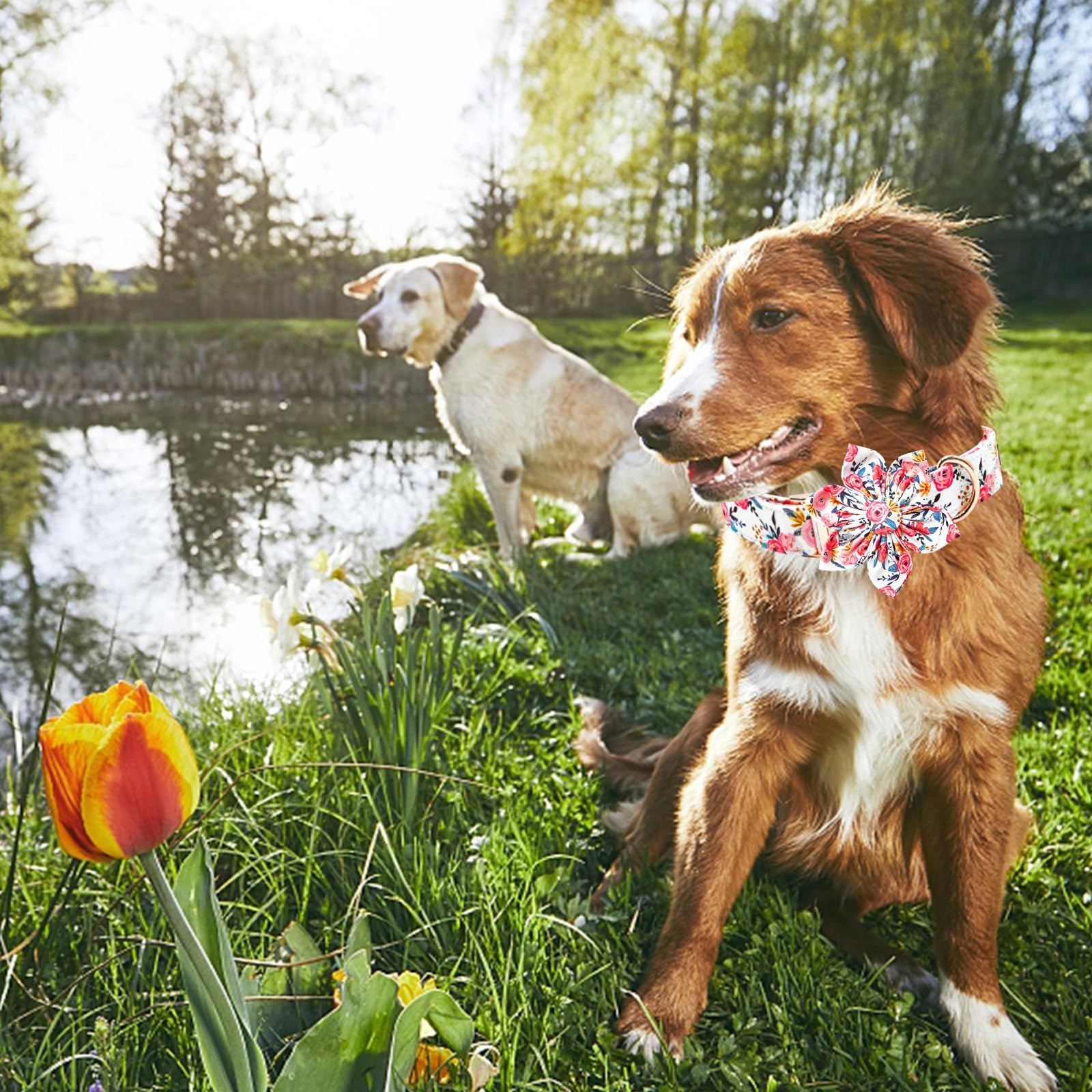 Lionheart glory Floral Dog Collar adjustable straps ensure a reliable, comfortable fit