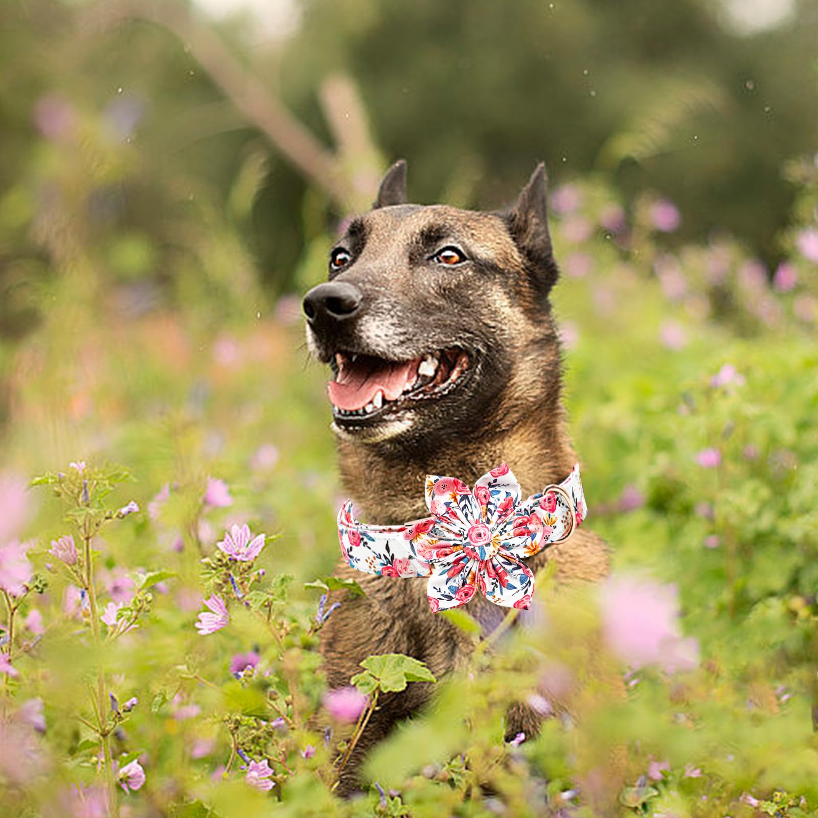 Lionheart glory Floral Dog Collar on a small dog for real-life use