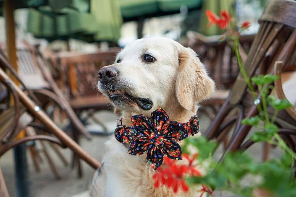 Lionheart Glory floral-pattern-collar: eye-catching design complements fur colors.