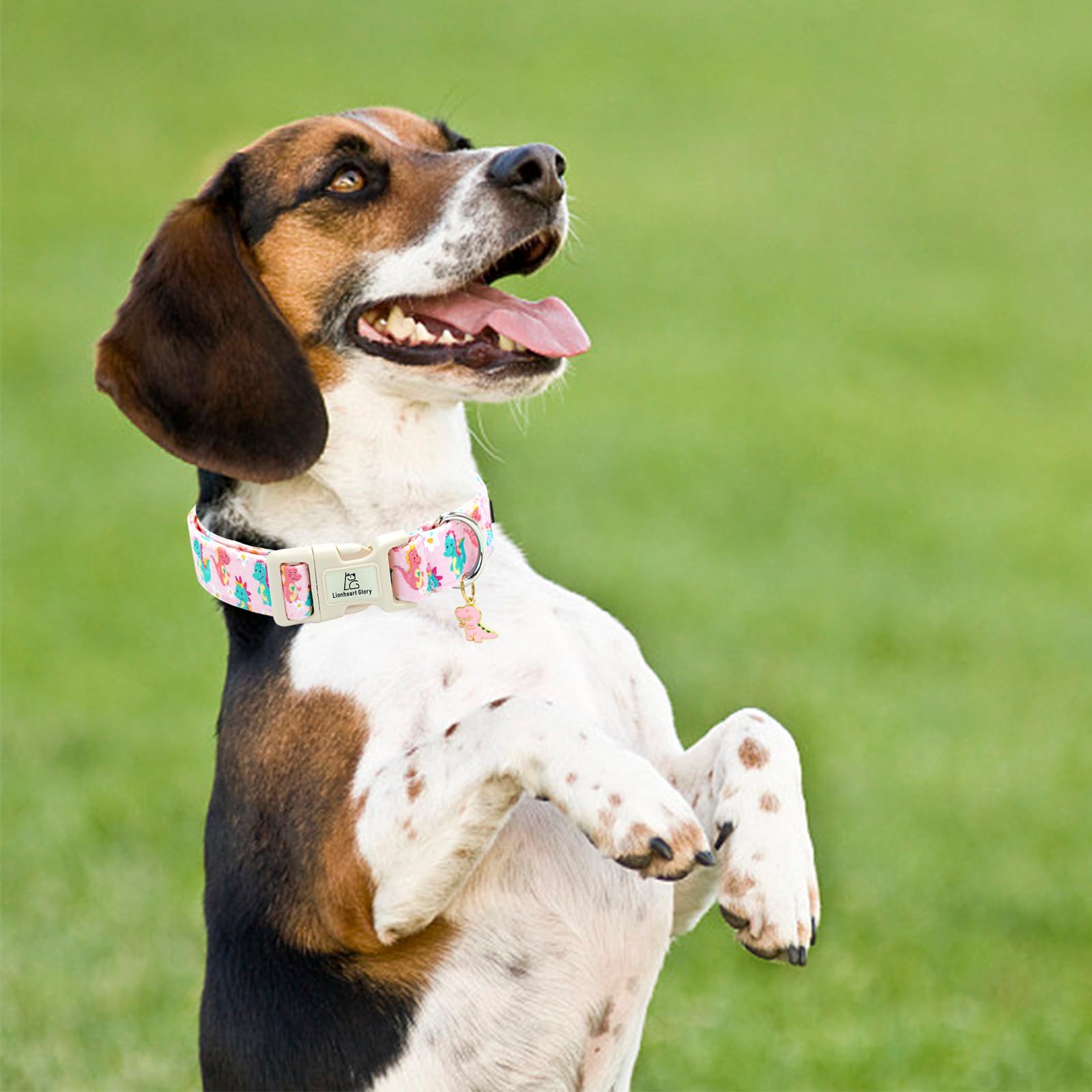 Lionheart Glory gift-packaging dog collar ideal for gifting pet lovers
