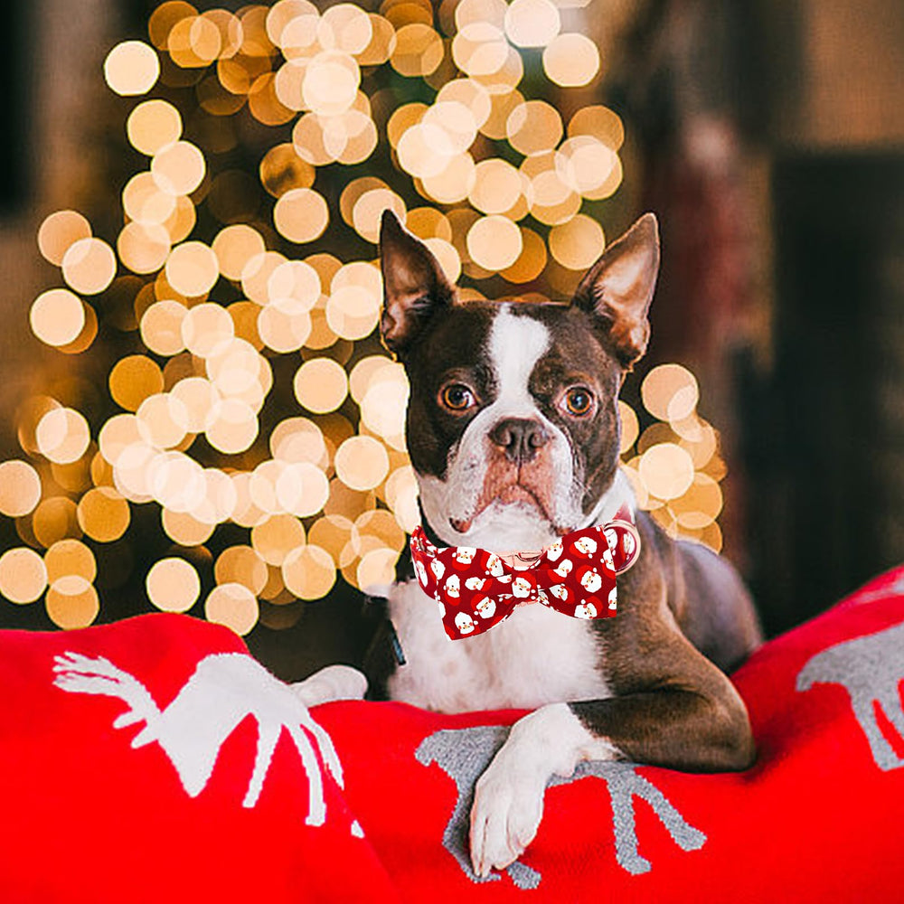 Lionheart glory gift-ready packaging highlights holiday-ready accessory for pets.