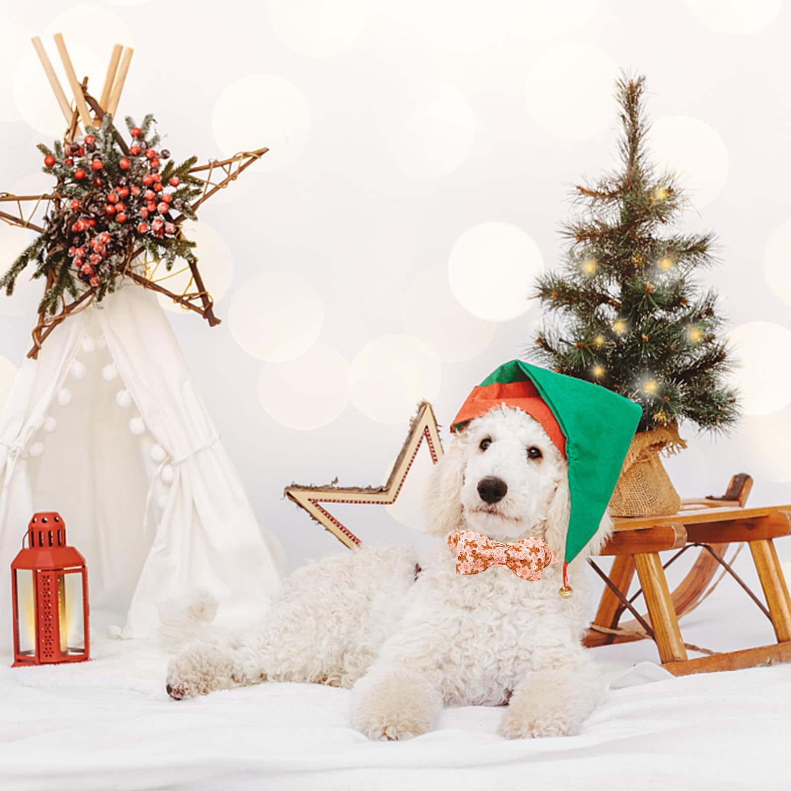 Lionheart glory Christmas collar on a large dog ready for holiday photos