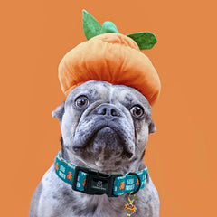 Lionheart glory large-dog-collar worn for versatile everyday use on different breeds.