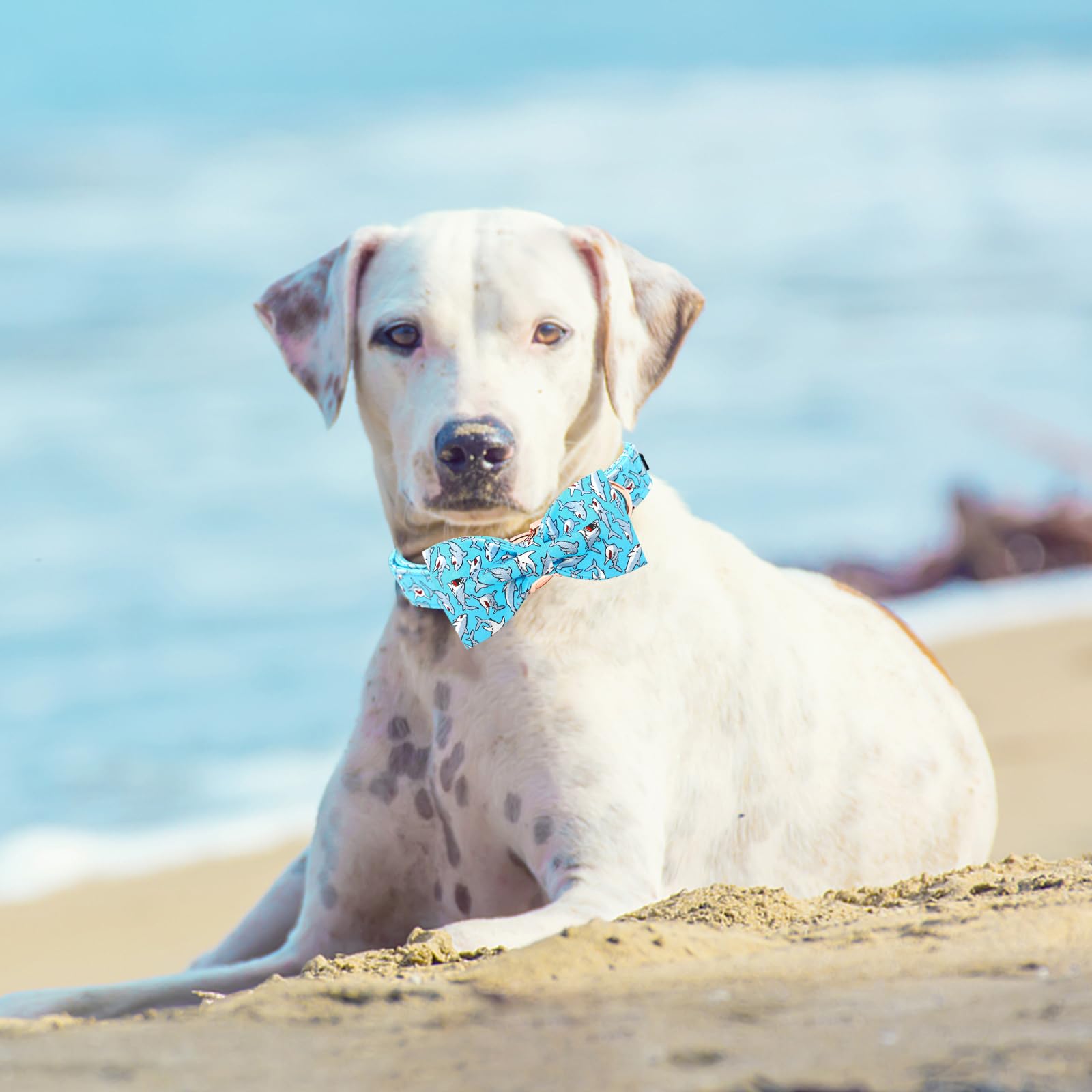 Puppy wearing Lionheart glory blue bow collar on a walk