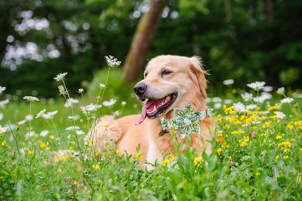 Lionheart Glory pure cotton collar delivers soft touch for everyday wear
