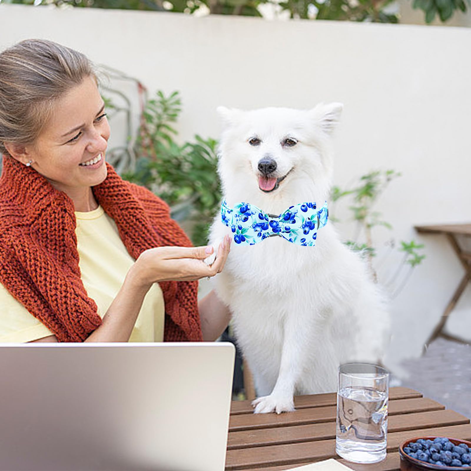 Lionheart Glory small-dog model wearing blueberries collar showcases design in action.