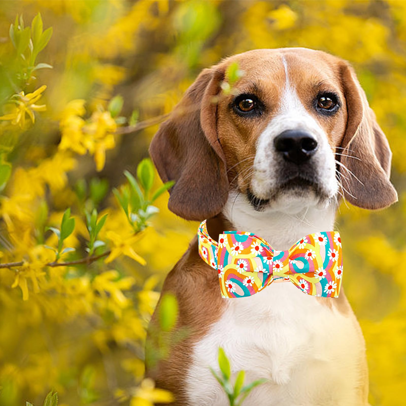 Lionheart glory small-dog-wear collar sized for petite pets.