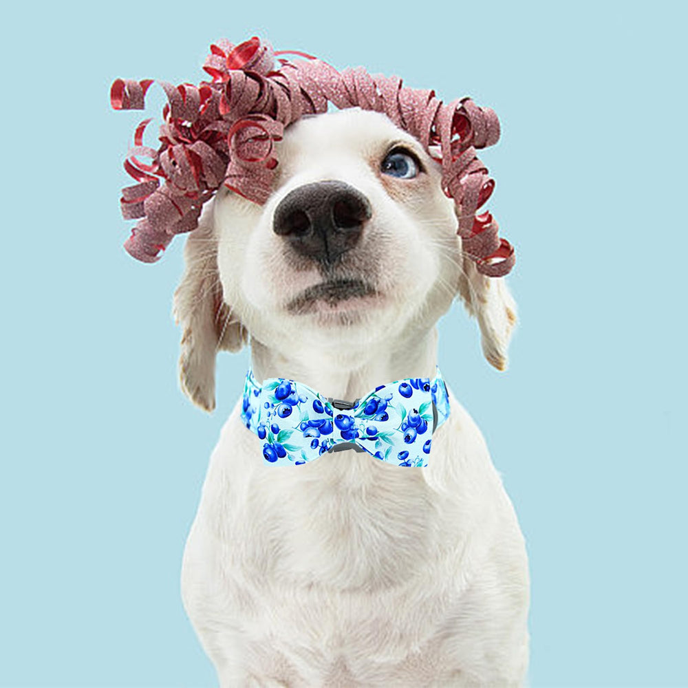 Lionheart Glory soft cotton collar emphasizes comfort during long daily walks.