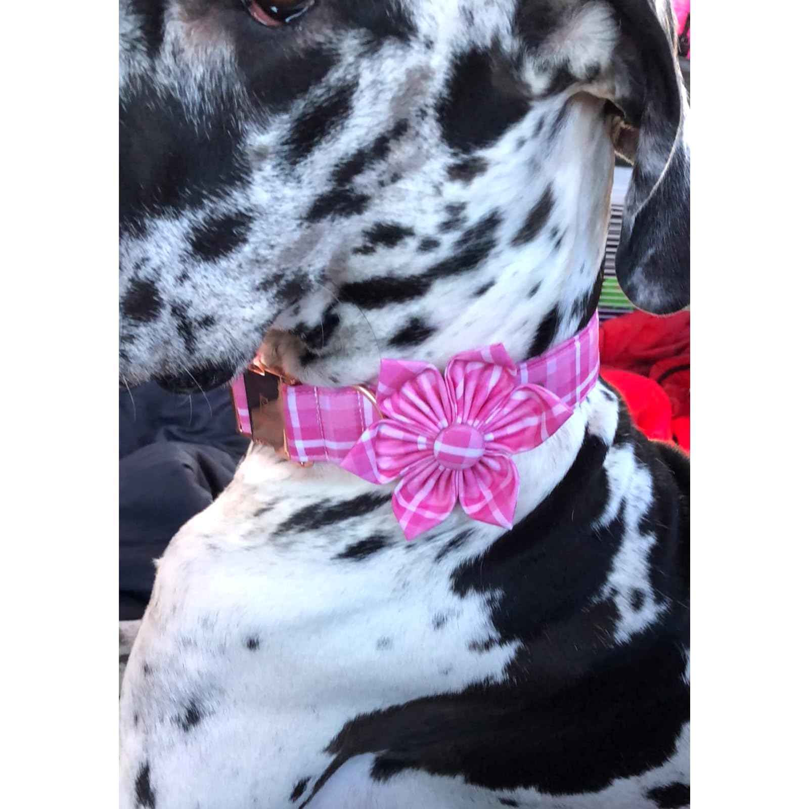 Lionheart Glory soft cotton collar offers gentle touch on fur.