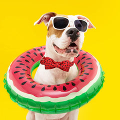 Lionheart Glory watermelon-bow-attachment highlights secure handmade bow on the collar.