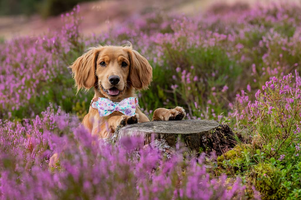 Lionheart Glory woven D-ring provides durable leash attachment during adventures.