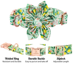Lionheart Glory woven D-ring collar offers durable leash attachment