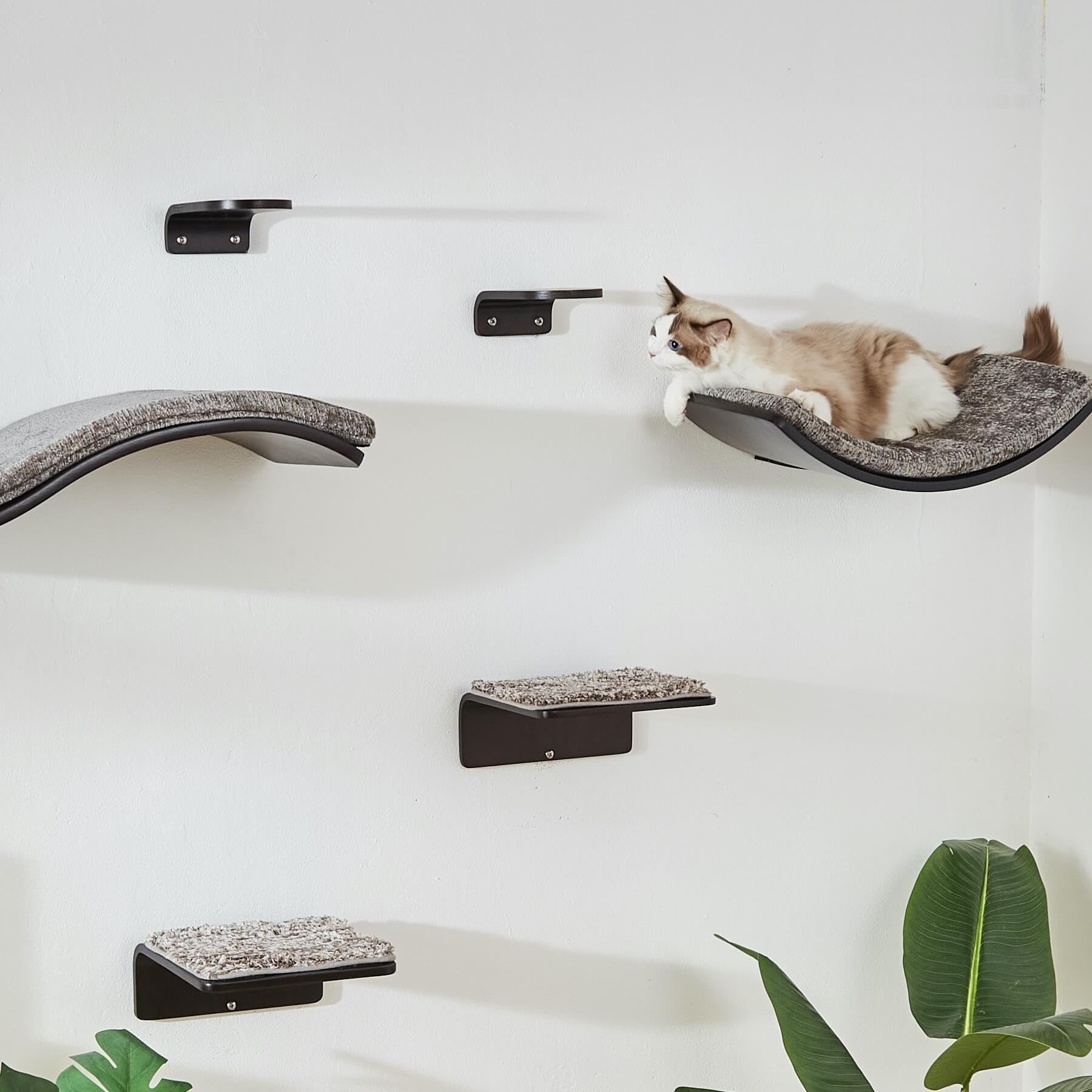 LIORCE cat-shelf cat resting on shelf illustrating lounging and play opportunities