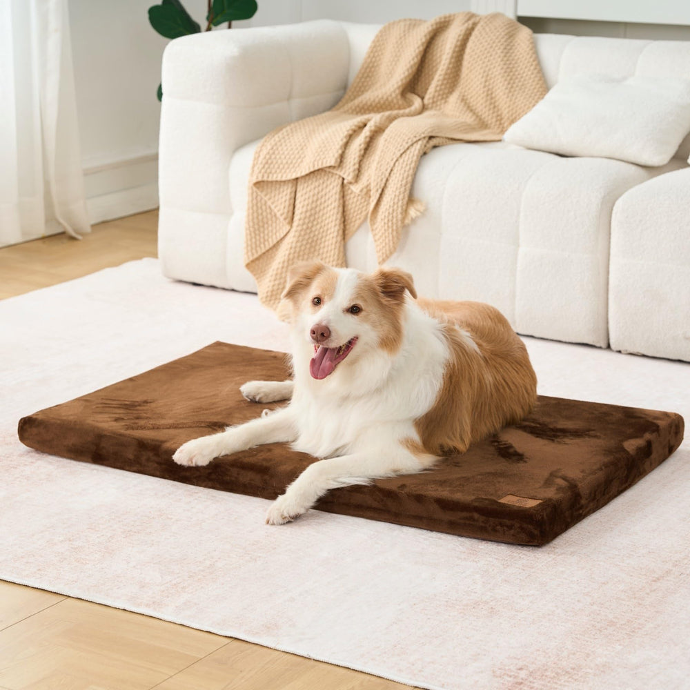 LIORCE travel dog bed demonstrates portability