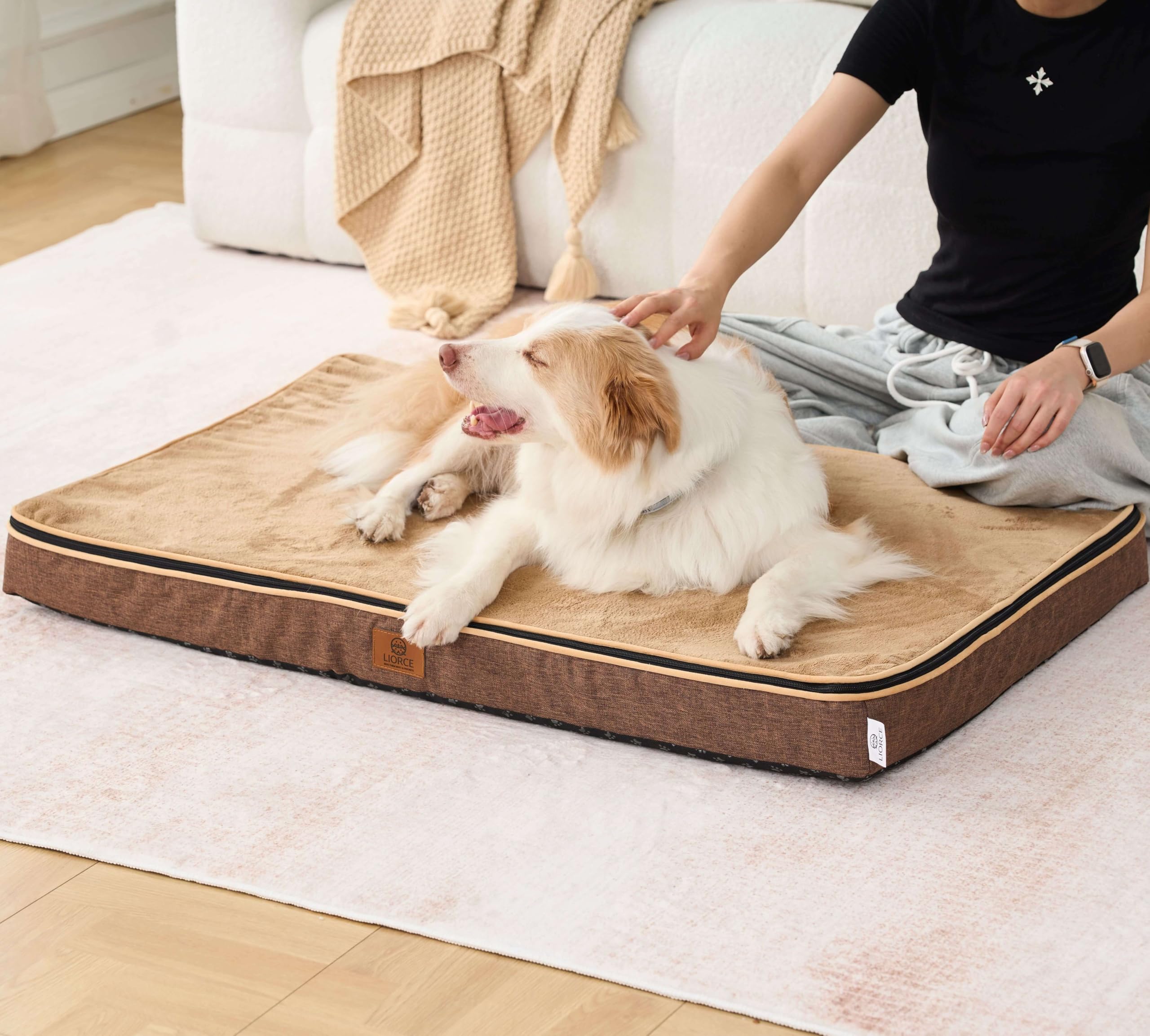 Dog resting on LIORCE XL bed in living room demonstrates spacious comfort.